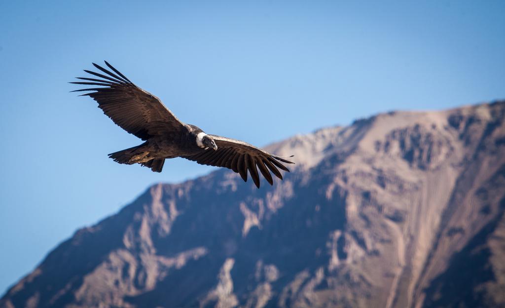Eco Inn Colca Yanque Exteriér fotografie