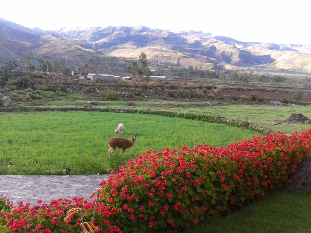 Eco Inn Colca Yanque Exteriér fotografie