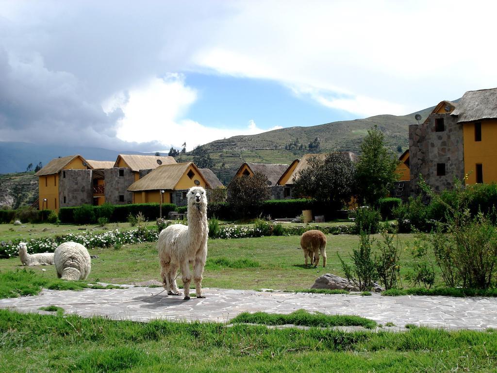 Eco Inn Colca Yanque Exteriér fotografie